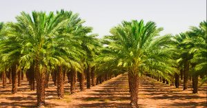 Palmöl-–-unbestritten-in-der-Ökologie,-aber-beliebt-in-der-Wirtschaft