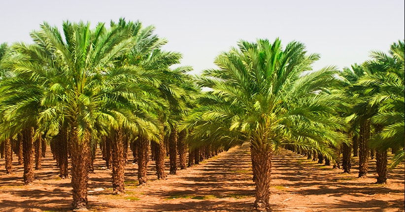 Palmöl – bedenklich in der Ökologie, aber beliebt in der Wirtschaft
