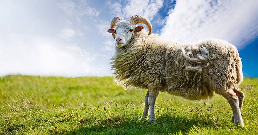 Rekordverdächtig – Schaf bietet Wolle für 30 Pullover