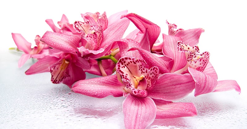 Orchideen – die heimlichen Königinnen der Blumen