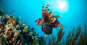 Exotisch-und-gefährlich—der-Rotfeuerfisch-erobert-das-Mittelmeer