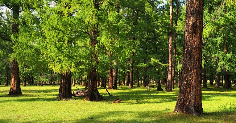 Zirbenholz - die nachhaltige und gesunde Alternative