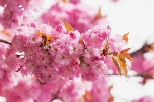 Kirschblüte in Deutschland – dies sind die schönsten Orte