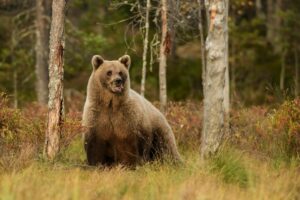 Braunbären in Italien – wie sicher ist Südtirol?